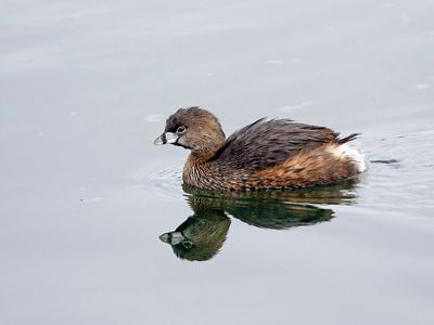 Pied-billed Grebe