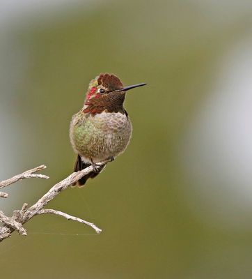 Anna's Hummingbird