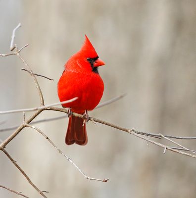 Cardinal