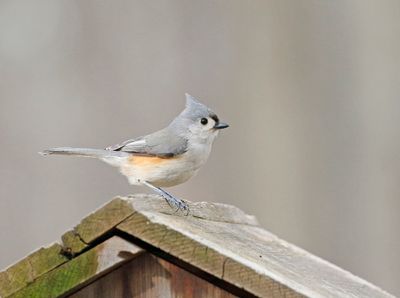 Tufted Titmouse