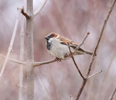 House Sparrow