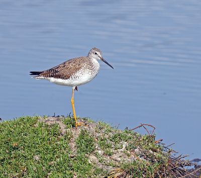 Lesser Yellowlegs