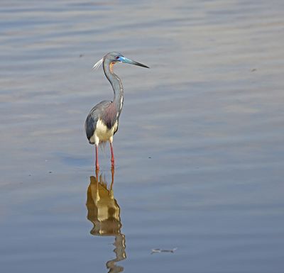 Tricolored Heron