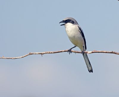 Loggerhead Shrike