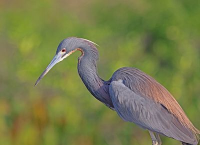 Tricolored Heron