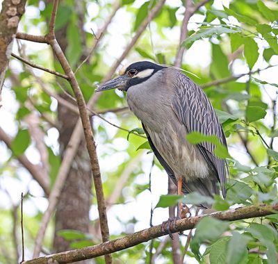 Black-crowned Night-Heron 