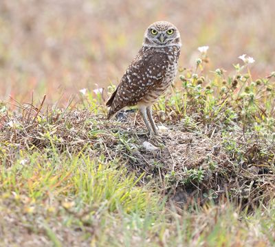 Burrowing owl