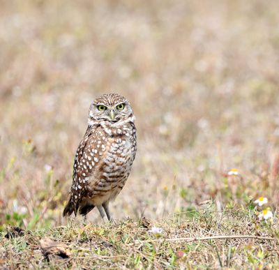 Burrowing owl