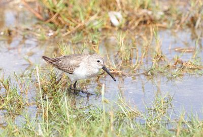 Dunlin
