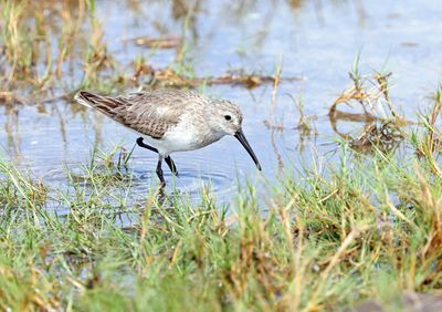 Dunlin