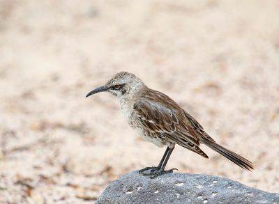 Espanola Mockingbird