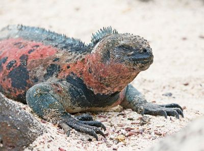 Marine Iguana