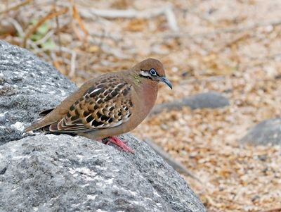 Galapagos Dove