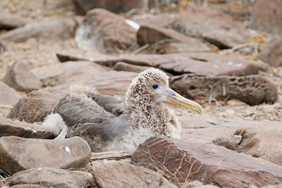 Waved Albatross