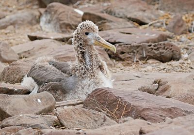 Waved Albatross