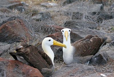 Waved Albatross