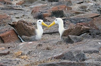 Waved Albatross