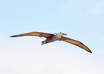 Waved Albatross