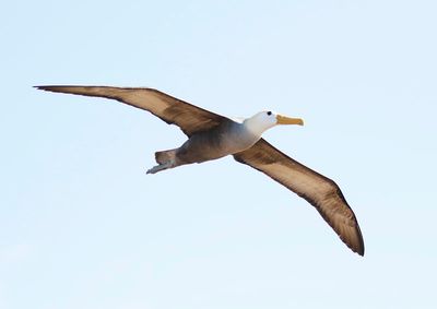 Waved Albatross