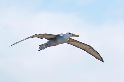 Waved Albatross