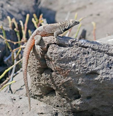 Giant Lava Lizzard
