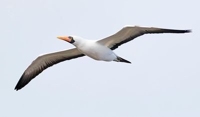 Nazca Booby