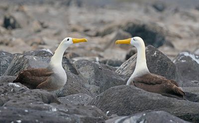 Waved Albatross