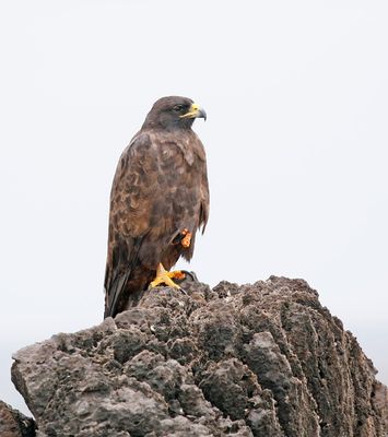 Galapagos Hawk