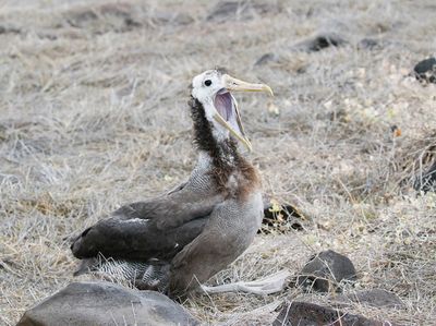 Waved Albatross
