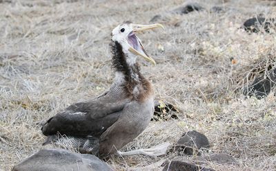 Waved Albatross