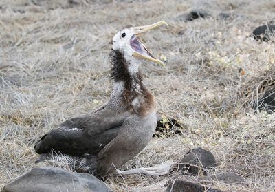 Waved Albatross