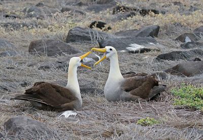 Waved Albatross