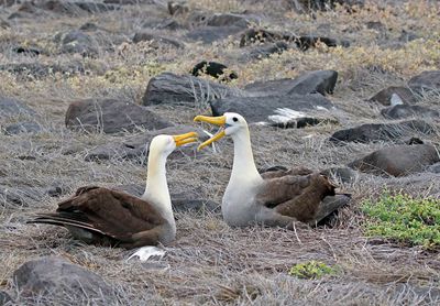 Waved Albatross