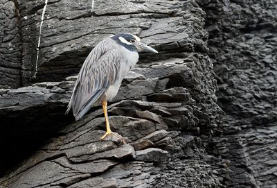 Yellow-crowned Night-Heron