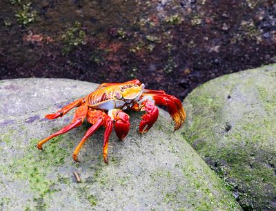Sally Lightfoot Crab