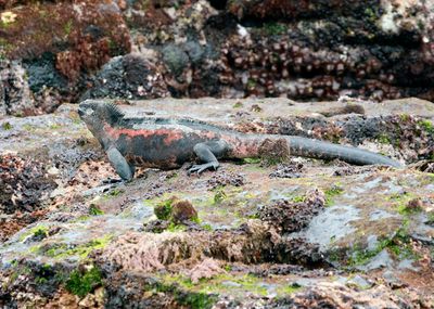 Marine Iguana