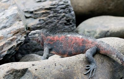 Marine Iguana