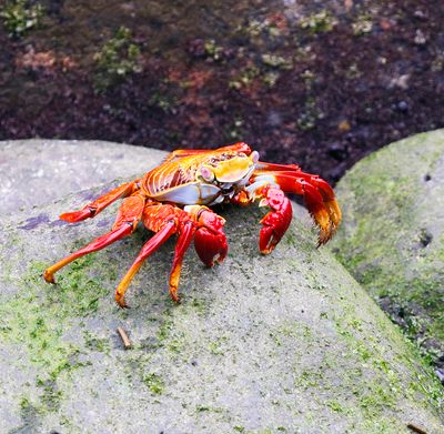 Sally Lightfoot Crab