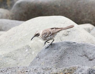 Espanola Mockingbird