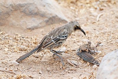 Espanola Mockingbird