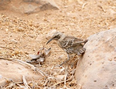 Espanola Mockingbird