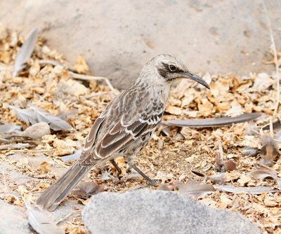 Espanola Mockingbird