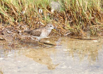 Least Sandpiper