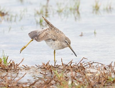 Dowitchers