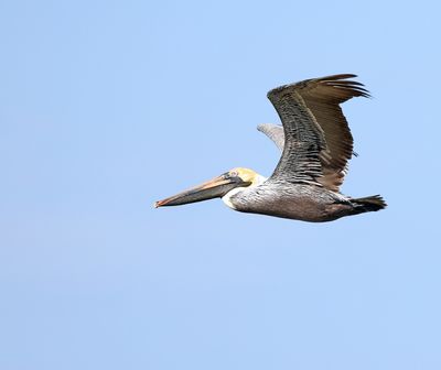 Brown Pelican