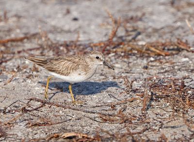 Least Sandpiper
