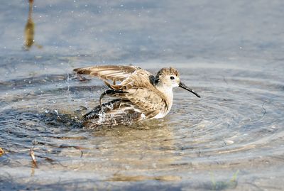 Dunlin Bathing