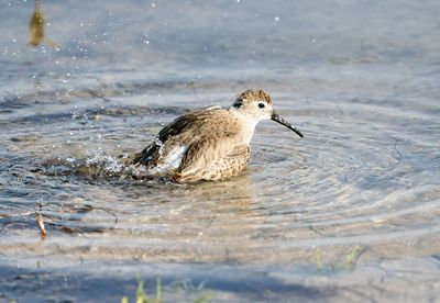 Dunlin Bathing