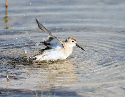 Dunlin Bathing
