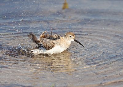 Dunlin Bathing